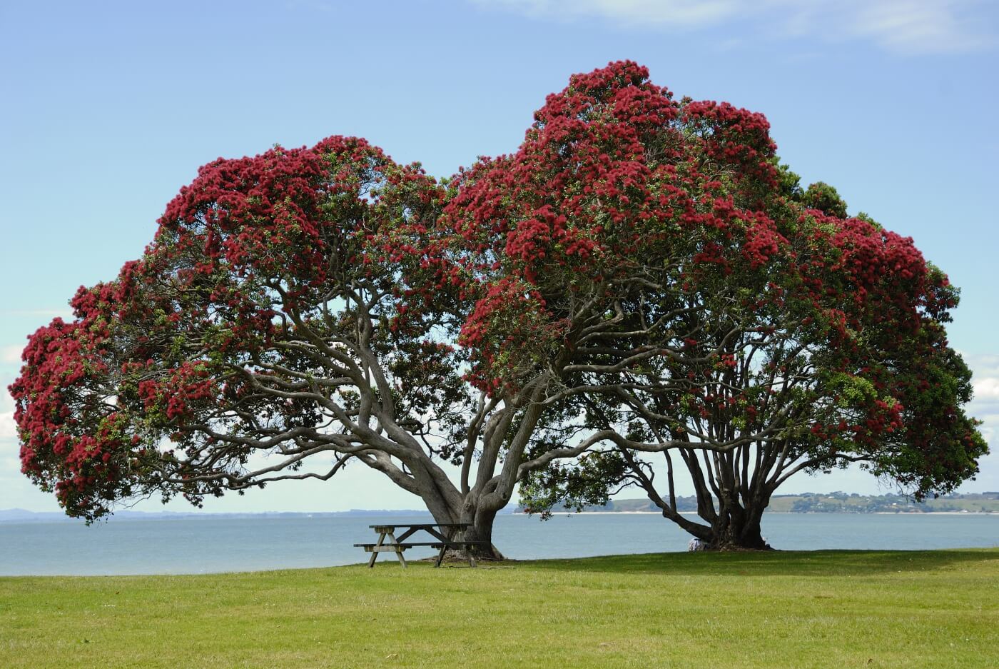 Pohutukawa tree with red flowers, New Zealand coast