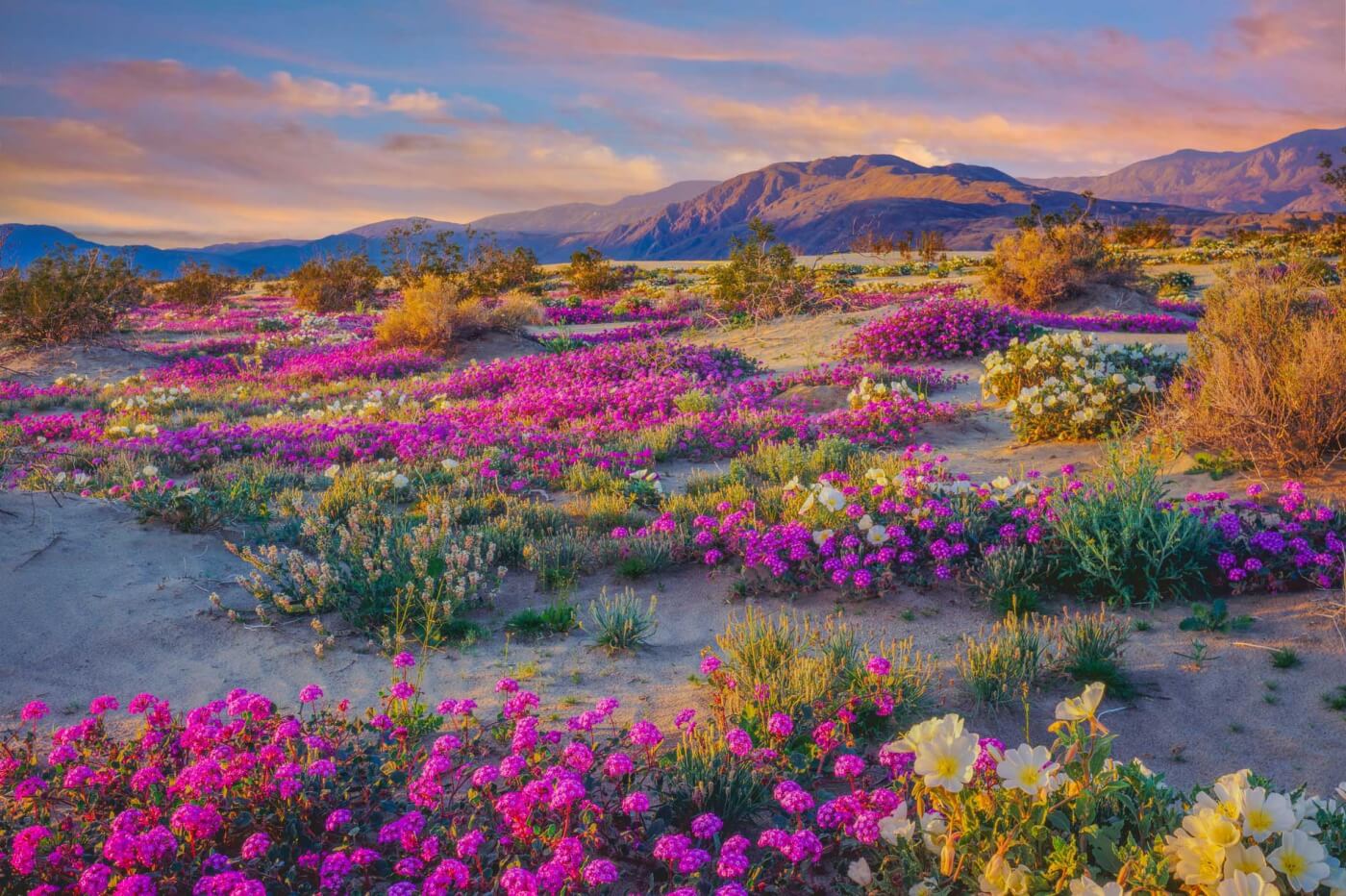Anza-Borrego Desert State Park