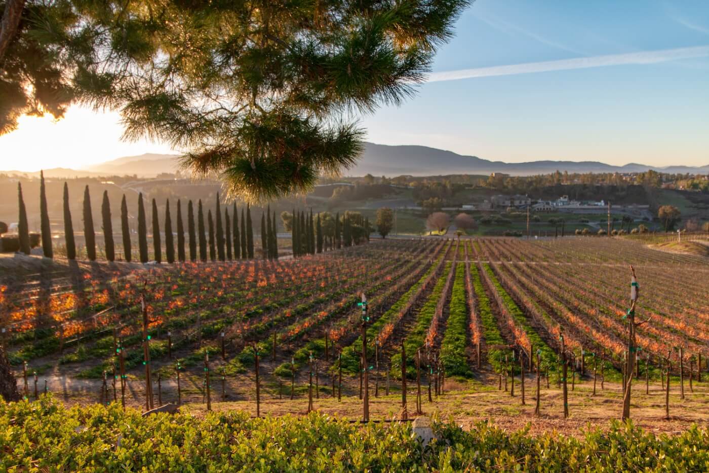 Temecula Wine Country